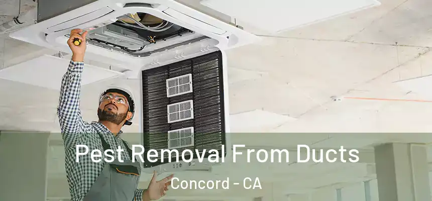 Pest Removal From Ducts Concord - CA